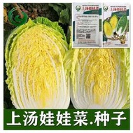 原裝娃娃菜種子上湯娃娃菜種子黃心白菜火鍋菜蔬菜種子秋冬蔬菜籽