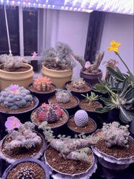 白皮月界