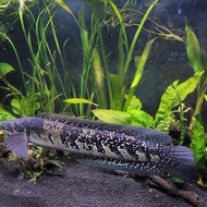 ikan channa pseudo sp marulius lokaliti india 9-10cm