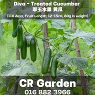 Diva - Treated Cucumber 5 Seeds 翠玉水果 黄瓜 5粒 (110 days, Fruit Length: 12-15cm, 80g in weight)