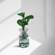 現貨 蕨美植栽 室內辦公室必備-圓葉椒草(發財樹)+質感瓶組