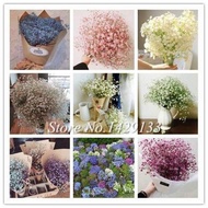 gypsophila seeds/biji benih gypsophila