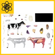 4D Vision 4D Cow Model