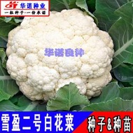 ⑧比春秋種緊湊白色花菜菜花種子 種籽進口雪盈二號花椰菜種籽蔬菜種子 種籽種苗hn