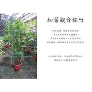 心栽花坊-細葉觀音棕竹/1呎6盆/觀葉植物/室內植物/綠化植物/售價4000特價3500
