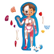 Hape Human Body Puzzle จิ๊กซอว์ อะไรในร่างกายหนู ยาว 1m เท่าขนาดคน 4Y+