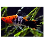 platy sanke -hiasan akuarium kolam aquascape