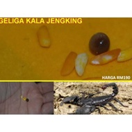 PERMATA PILIHAN GELIGA KALA JENGKING ASLI GERMSTONE BEST QUALITY