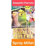 Gaiety Spray Millet / Millet Tangkai / Budgie  / Cockatiel / Love Bird  /Makanan Budgie dan Cockatie