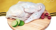 BEBEK PEKING SEGAR HALAL BEBEK FROZEN DAGING MENTAH FRESH
