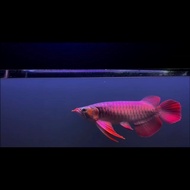 ikan arwana super red xs samurai