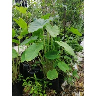 BIJI BENIH KELADI TELUR / KELADI TELUR / BENIH KELADI / POKOK KELADI SAYUR / BENIH KELADI SAYUR / KE