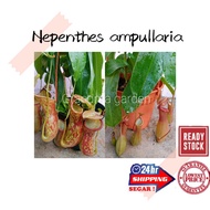 (GG real plant) nepenthes ampullaria  pokok hidup hiasan rumah dalaman live indoor houseplant tumbuh