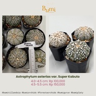 Astrophytum Asterias Special Collection Kikko, Fukuryu, Five Ribs (V
