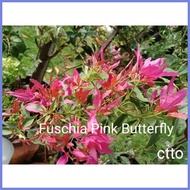 ✺ ◬ ⌘ SALE!!!  RARE ROOTED BOUGAINVILLEA