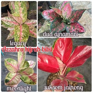 Tanaman aglonema 4 macam