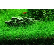 Eleocharis Sp. Mini Hair Grass (Aquatic Plant / Aquarium / Carpet)
