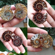 1Pair Half Cut Natural Conch Ammonite Shell Fossil Specimen Madagascar