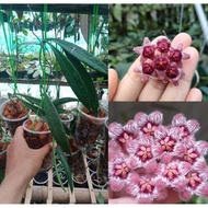 Hoya sulawesina sp Sulawesi 🌵real plant by Slthegreen 📌