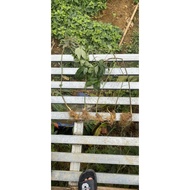 Củ Sâm Lai Châu(Sâm Ngọc Linh) Có Lá hàng Vùi Rừng già lâu năm được kiểm định