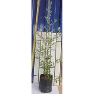 Anak pokok Texas Sage🔥Leucophyllum frutescens  pokok pagar