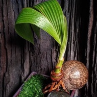 Ready stock - Coconut Bonsai/Bonsai Kelapa Hiasan