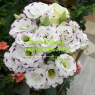 白紫洋桔梗 1粒 white purple Eustoma 1 seed