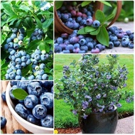 Pokok Blueberry Untuk Dijual