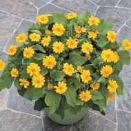 ✅Butter Daisy Seeds | 30 Seeds | Medallion Bloom | Sunny Garden | Potted Ornamental Plan