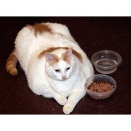 Cat Vitamin Food/Cat Supplement/Cat Growth Booster Fattening & Fur Enhancer