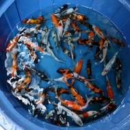 Bibit Ikan Koi Asli Blitar Size 15 bu / Rumah Koi Jakarta / kode 001