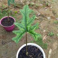 alocasia jacklyn/alocasia jacklyn murah