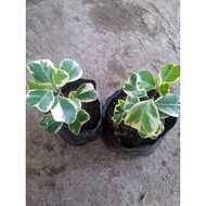 Ficus Triangularis Variegated Rooted (Live Plant)