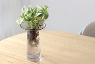 水培植栽│白金葛_室內植物 辦公室盆栽 平口時尚加厚花器