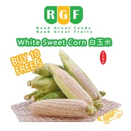 Cameron White Sweet Corn *15 pcs* Jagung susu - Klang Valley Only
