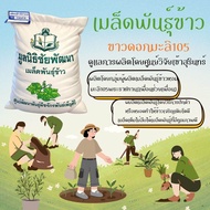 พันธุ์ข้าว ข้าวพันธุ์ มะลิ105 ข้าวปลูก พันธุ์หอมข้าวมะลิ พันธุ์ข้าวมะลิ 105เจริญสุข กรมการข้าวบรรจุ 