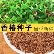 (热销中)红油香椿种子 香椿苗种子 香椿芽苗菜种子 当季新种 四季水培种植(现货) UVBU