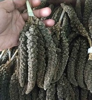 Isi 100 gram - Jewawut Tangkai hitam spray millet foxtail Pakan Burung Pakan Hamster Murah