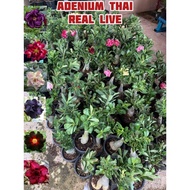 Adenium plant Thailand multi layer pokok kemboja MURAH (RANDOM PICK)