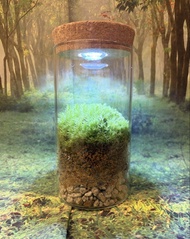 8*15cm  苔蘚微景觀   天然白髮蘚 天然綠植 苔蘚生態瓶 植物擺件 桌面擺設 窗台裝飾 苔蘚花園 懶人植物 辦公室擺設 情緒治癒 禮物