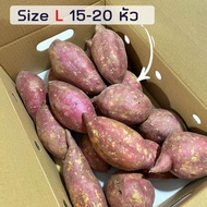 ‼️ถูกที่สุด‼️ ยกลัง5 กิโลกรัม มันหวานญี่ปุ่นสายพันธุ์ Okinawa ปลูกไทย เนื้อเหลือง หอมหวาน อร่อย .สิน