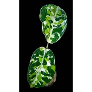 Sindo - Aglaonema Pictum Tricolor Live Plant T4RVNQJR52