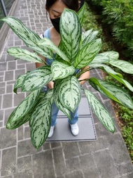 Aglaonema - Silver Queen [REAL PLANT] #supportlocal