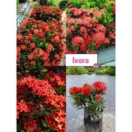 BG-Flower Ixora red（pot120）