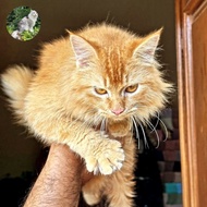 kucing mainecoon pure jantan kitten