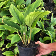 RARE / EXOTIC / NADIR Halia Hitam MARDI / Kunyit Hitam / Black Ginger (Kaempferia parviflora) - Poko