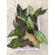 【hot sale】 Aglaonema Varieties / Budget Meal (Baby to Large Size)