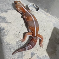 AFT / African Fat Tailed Amel