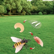 [Simhoa21] Bee Animal Life Cycle Animal Growth Cycle Set Teaching Tools Realistic
