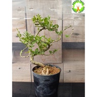 Bonsai - Mini Rosita Bonsai 一粒金盆栽  for HOME/OFFICE decoration